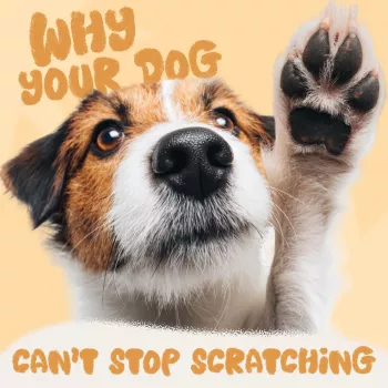 Why Your Dog Won’t Stop Scratching: Causes & Next Steps
