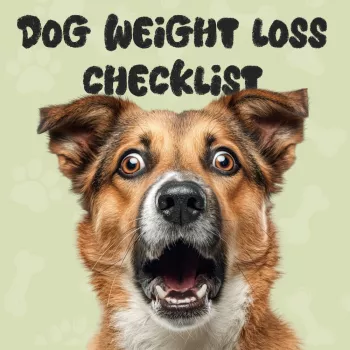 Help Your Dog Lose Weight Fast (Safely): 6 Steps