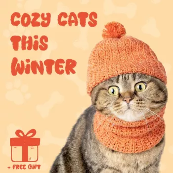 Cozy Cats in Winter: Safe Warmth, Care, and Comfort