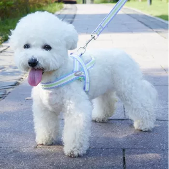 Escape-Proof No-Pull Dog Harness & Leash (Reflective)
